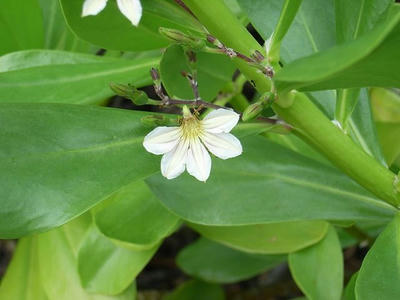 hawaii2009_5.jpg