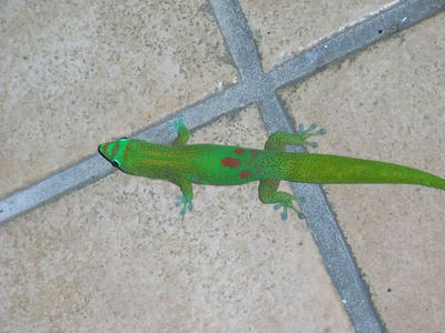 hawaii2009_8.jpg