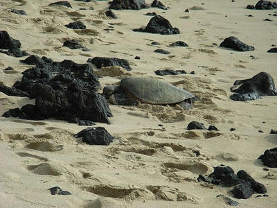 hawaii2009_22.jpg