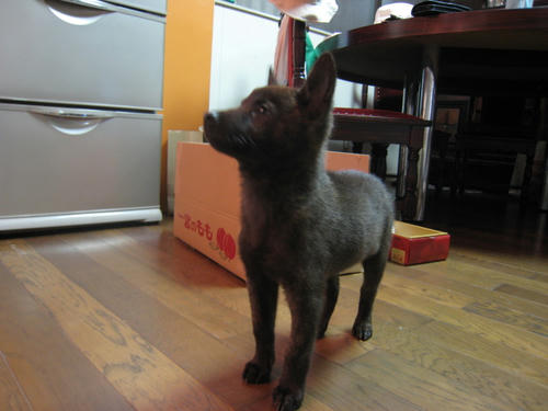 甲斐犬