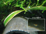 DSC03494s.JPG