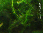 DSC03496s.jpg