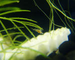 DSC03956s.jpg
