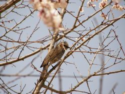桜と野鳥