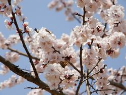 エゾヤマザクラ