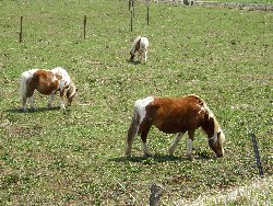 移動中に見かけた長閑な光景