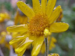 ユリオプスデージー