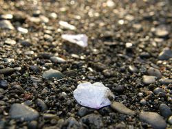 散桜のあと・・