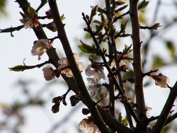 雨上がりの朝と梅