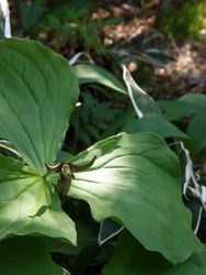 えんれいそう（延齢草）