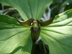 木漏れ日の中でひっそりと・・