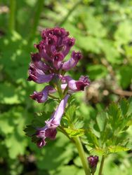 ムラサキケマン