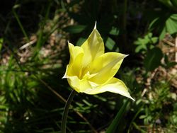 チューリップ　サッポロ