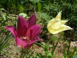 チューリップ　メイタイム