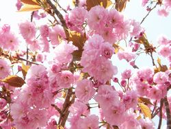 愛らしい八重桜が風に揺れる・・