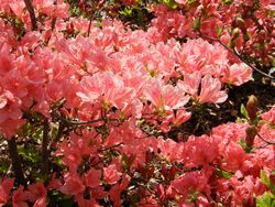 あちらこちらで真っ赤に咲き誇る