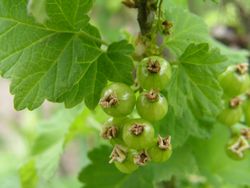カリンズ、早く赤くなーれー♪