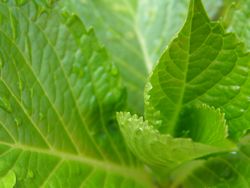 雨に濡れる紫陽花の葉