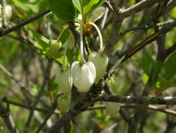 ドウダンツツジ