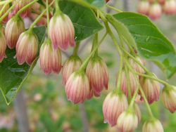 雨の日のサラサドウダン