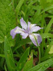 雨の中で撮影したひめシャガ