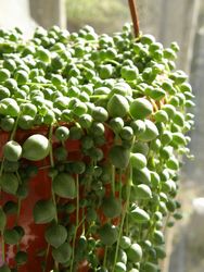 グリーンネックレス