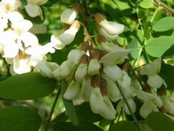 私たちは「アカシア」と呼んでいます