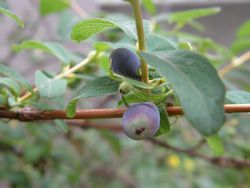 色づき始めた実