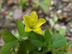 カタバミ