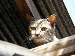 ねこ「・・・何奴？」