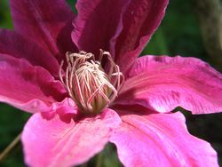 クレマチス（テッセン）