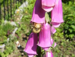 ジギタリスとミツバチ