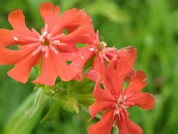 アメリカセンノウ