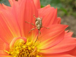 コナラシギゾウムシとダリア