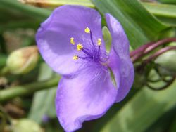 ムラサキツユクサ