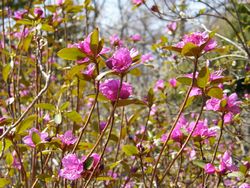 晴れた穏やかな日のエゾムラサキツツジ