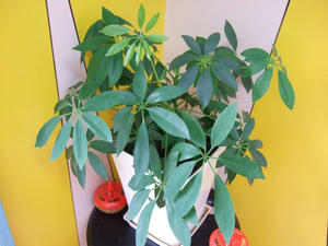 DSCF2342.jpg