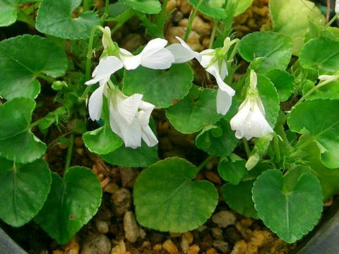 白花立坪菫（シロバナタチツボスミレ）