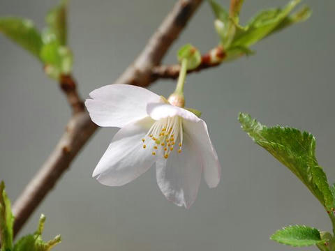 緑桜（ミドリザクラ）