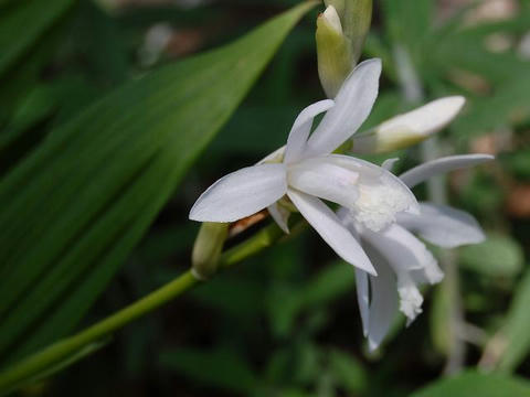 白花紫蘭（シロバナシラン）