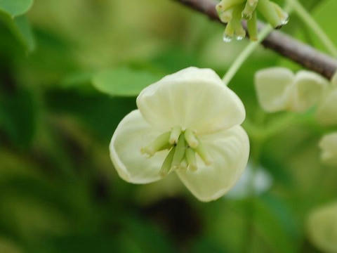 白花通草（シロバナアケビ）
