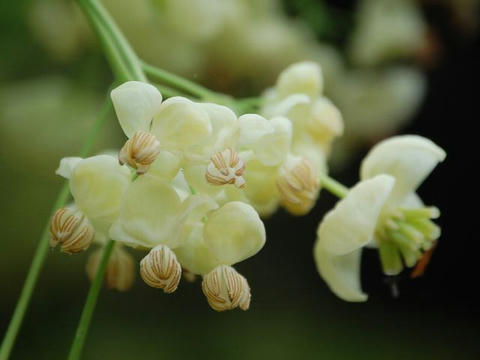 白花通草（シロバナアケビ）