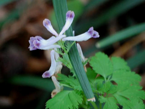白薮華鬘（シロヤブケマン）