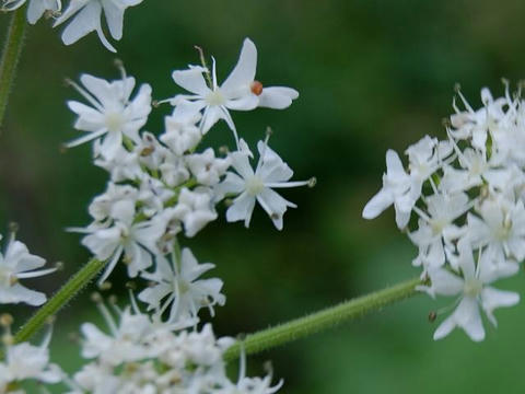 花独活（ハナウド）