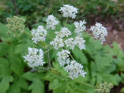 花独活（ハナウド）