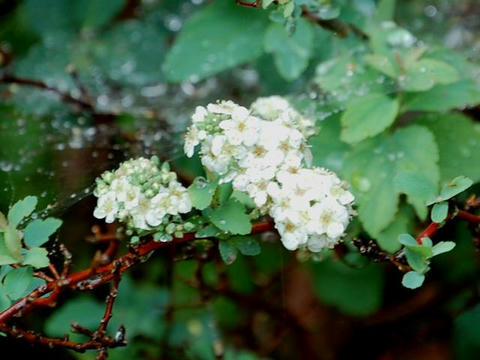 伊吹下野（イブキシモツケ）