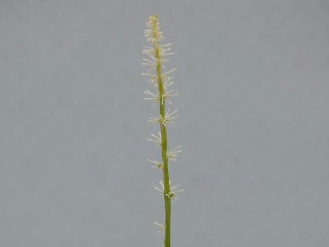 東白糸草（アズマシライトソウ）