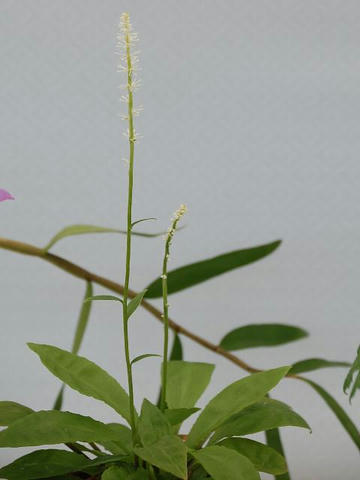 東白糸草（アズマシライトソウ）