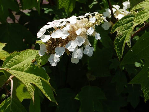 柏葉紫陽花（カシワバアジサイ）
