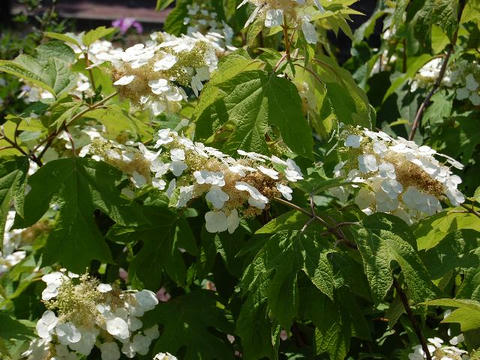 柏葉紫陽花（カシワバアジサイ）